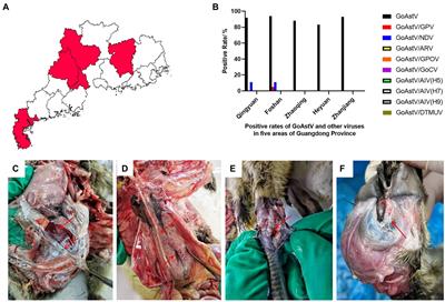 Isolation, identification, and pathogenicity analysis of newly emerging gosling astrovirus in South China
